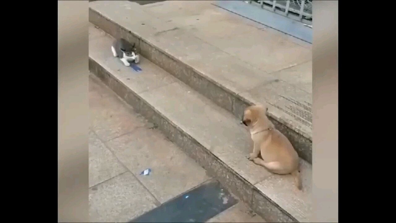 cat vs dog funny fight 🤣🤣🤣