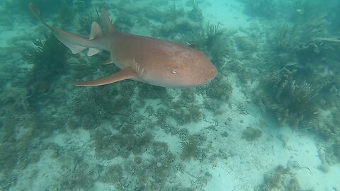 Shallow Patch Reef Critters