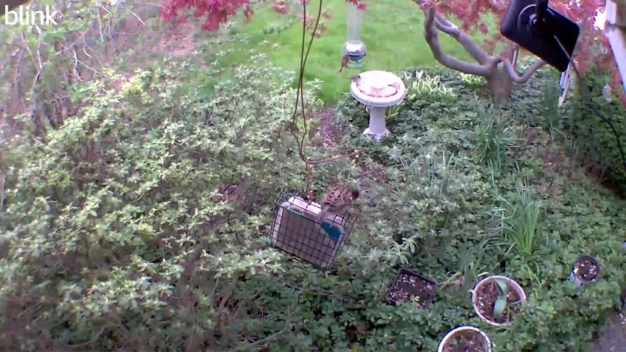 1_WEST_FLOODLIGHT_VIDEO_CAM_2023-04-07T16_52_55-0400.mp4