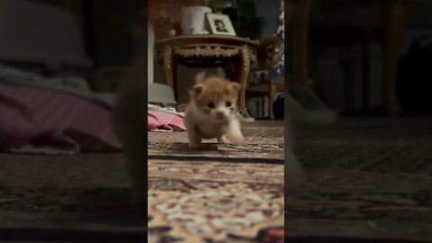 Kitty run to camera 😻