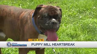 Puppy mill heartbreak