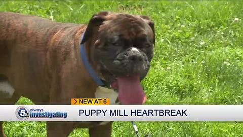 Puppy mill heartbreak