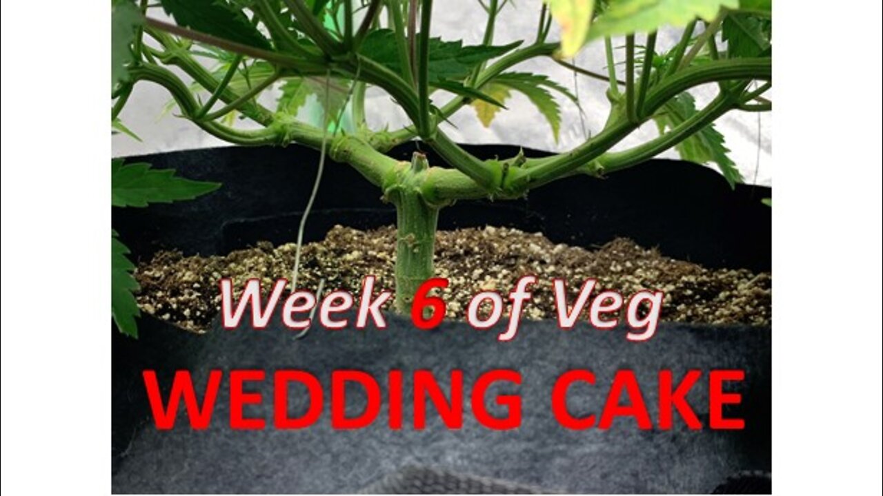 Week 6 Veg with Wedding Cake