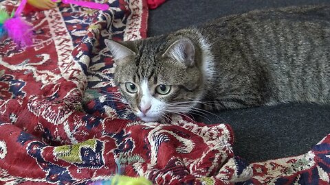 Funny Stalking Cat Wiggles His Butt
