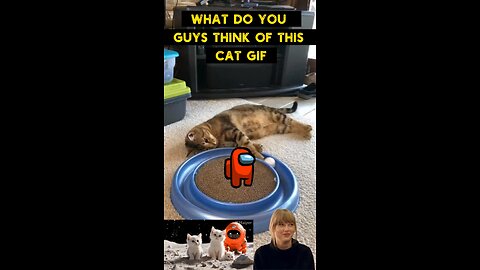 Cute Cat Gif