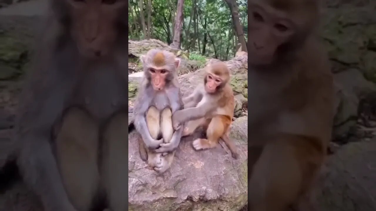 monkey funny videos||dadi ama dadi||#gigox #shorts #animals||funny animal videos||Funniest animal