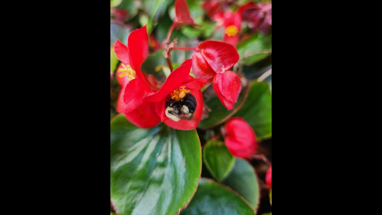 10 minute Big Time Billion Begonia Bee chase Skunk Hollow Rose Gardens