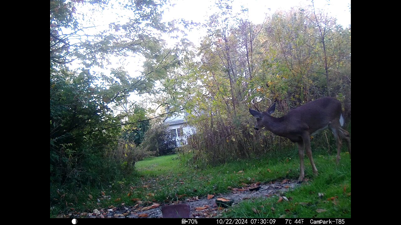 Buck Deer 10-22-2024