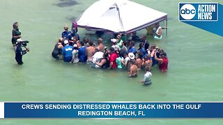 Crews transport distressed whale to rehab center