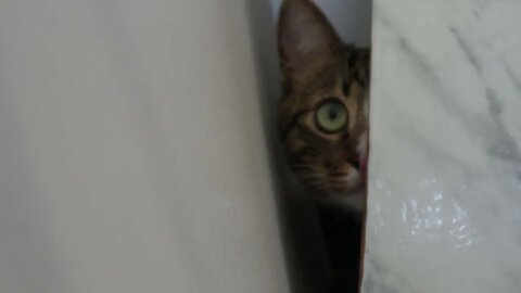 A Cat Lurks in the Dark