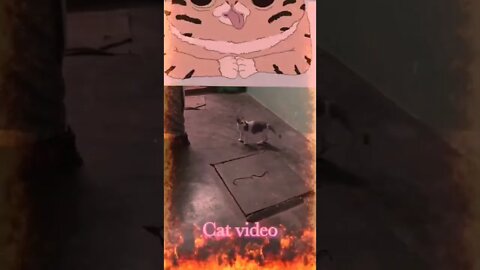 Cute 🐯 cat video short, #Short, #cat videos ,#funny cat ,#cute cat, #cat, #animal,#viral, #trending