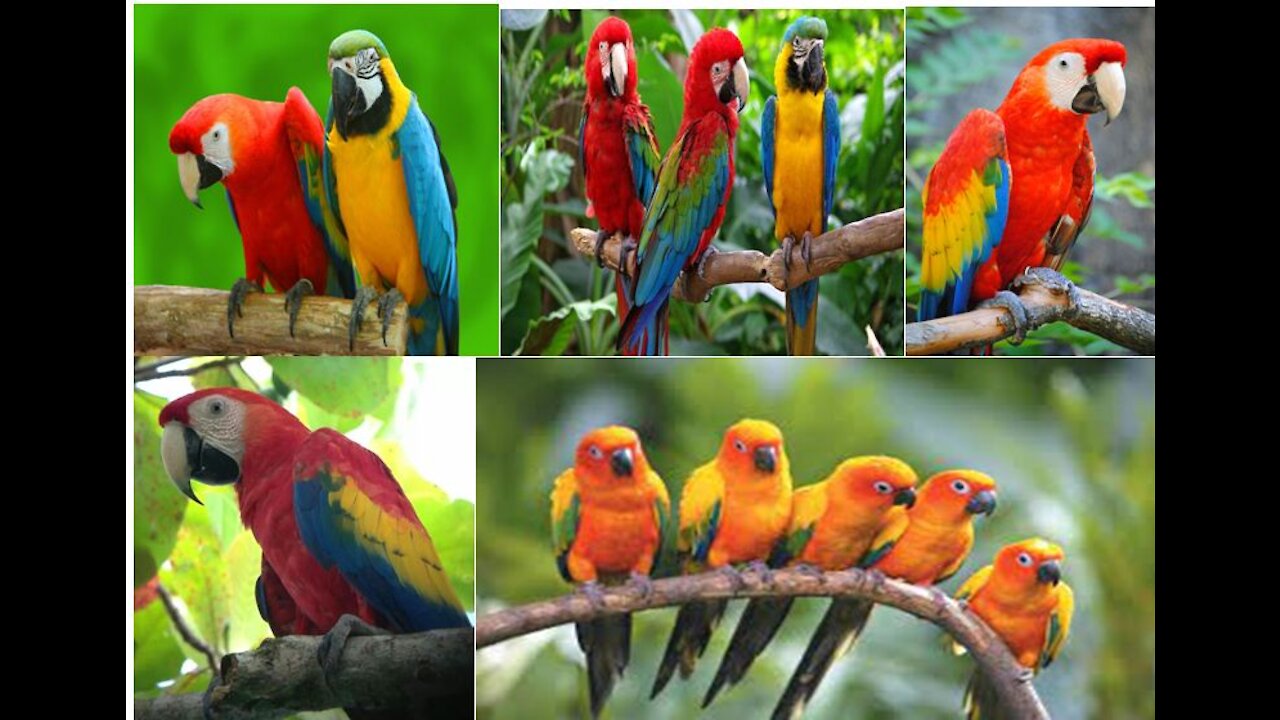 8 Most Beautiful Macaws on Planet Earth