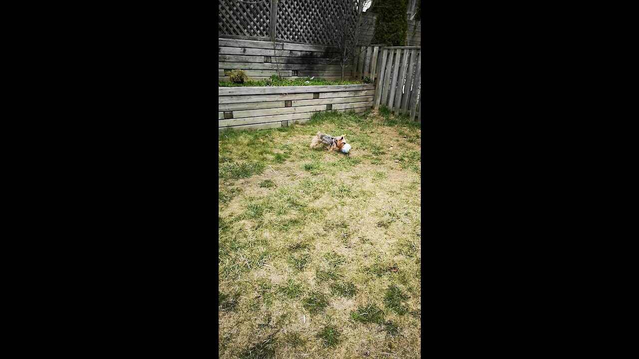 Yorkie playing soccer