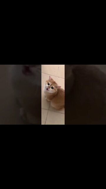 Funny Cats and Kittens Meowing Compilation&Baby Cats -Cute and Funny Cat Videos #shorts (1)