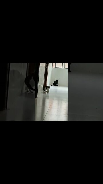 Must watch so funny 🤣#Shorts #ytshorts #UbertainmentFun #Dogs #Animals #Fun