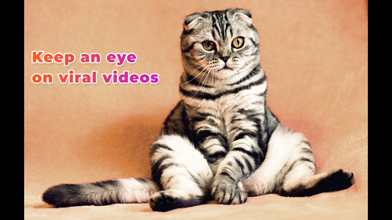 Cats Super Trained Cats Perform Exciting Routine