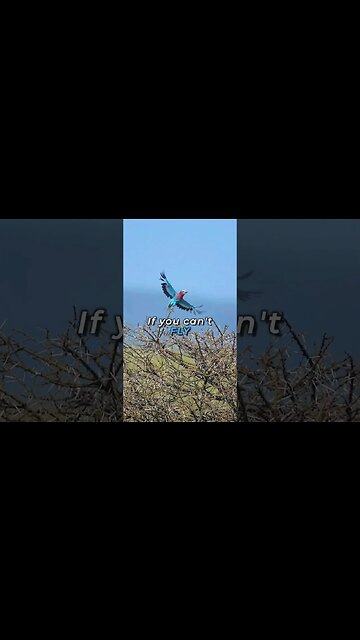 IF you can't fly but you can try it ❤️ #motivation #birds #birdslover #fly