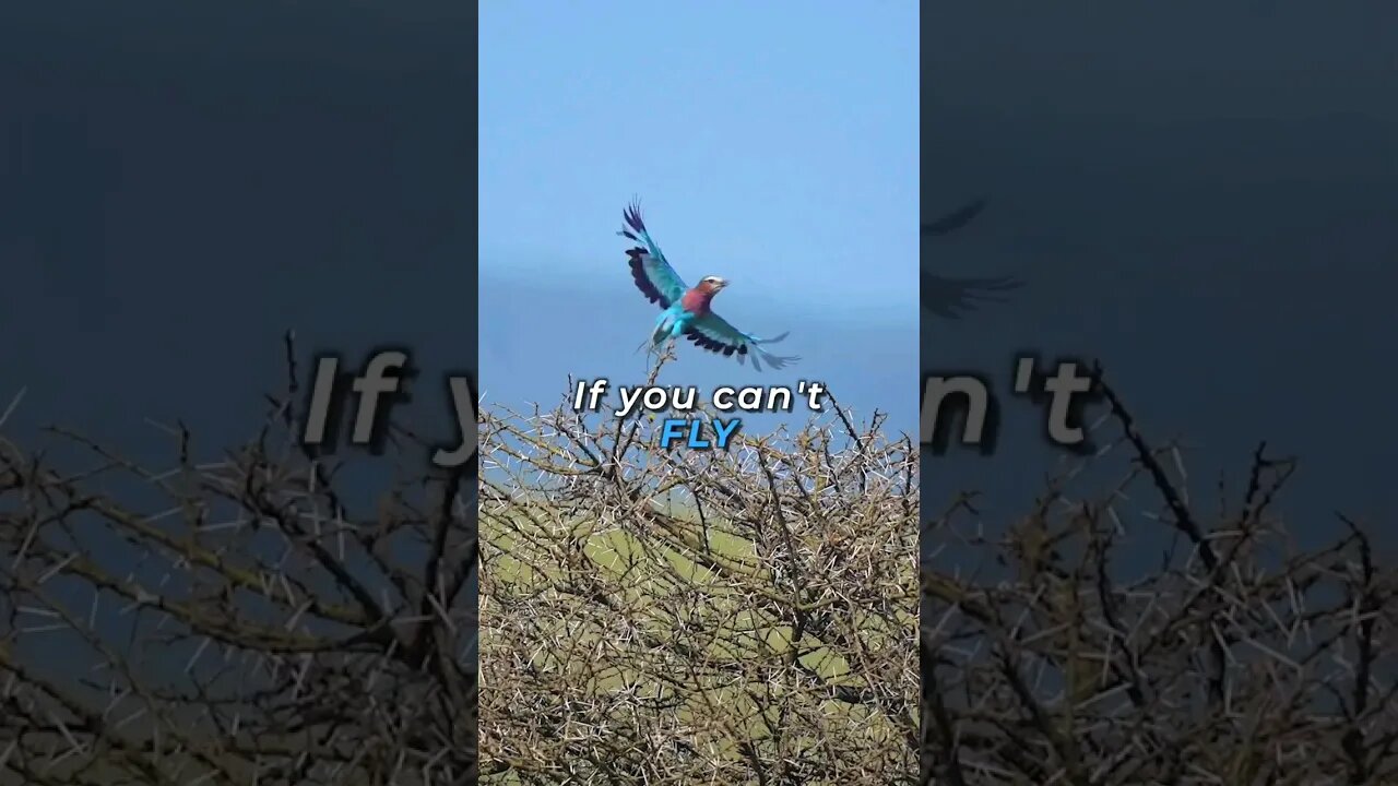 IF you can't fly but you can try it ❤️ #motivation #birds #birdslover #fly