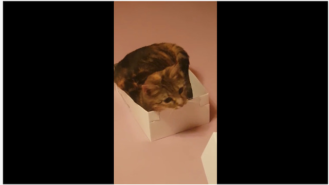 Funny cat awkwardly squeezes into very small box