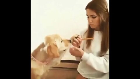 #shortscatsvideos #shorts cats videos #shortspetsvideos #shortspetsvideos #shortsanimalsvideos