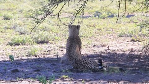 Cheetah lies down