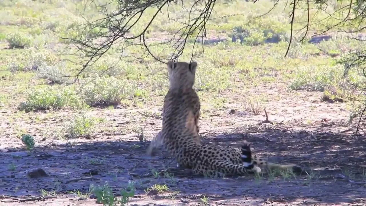 Cheetah lies down