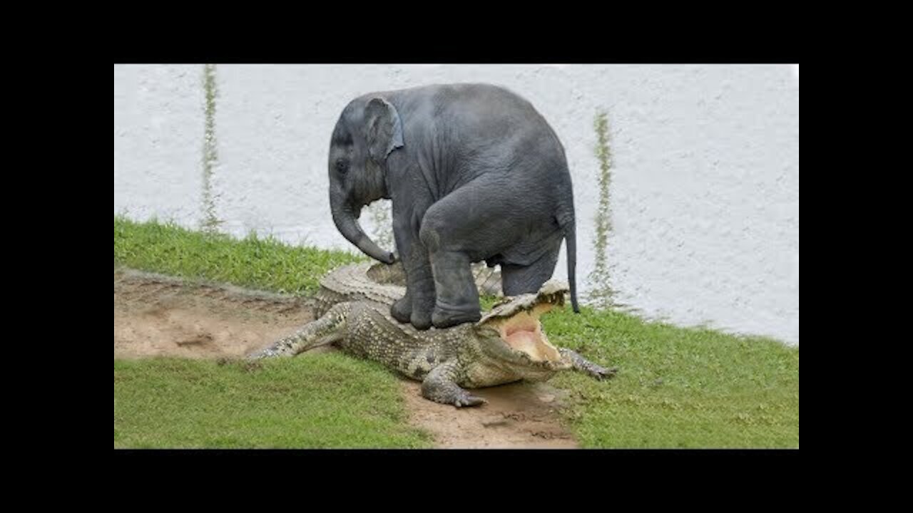 Elephant Save Baby Elephant From Crocodile Hunting!!