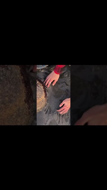 Gold panning in quartz sand! Can we find gold?