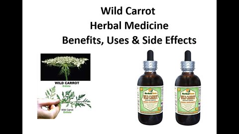 Wild Carrot Herbal Medicine Benefits, Uses & Side Effects