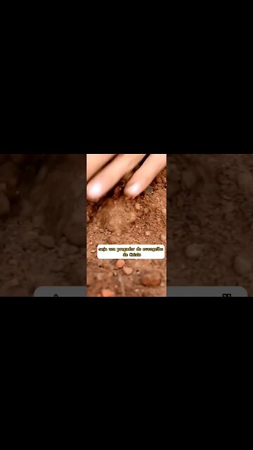 LANÇANDO A SEMENTE.#shorts