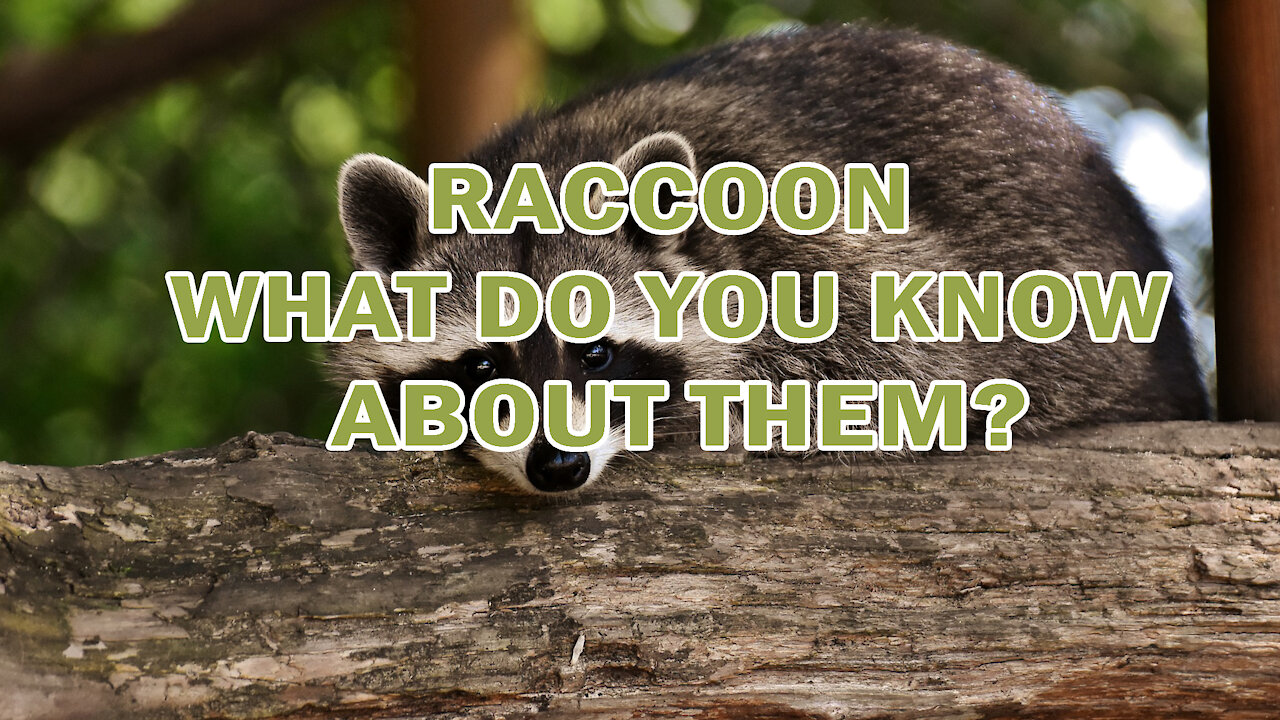 RACCOON | WHAT DO YOU KNOW ABOUT THEM?