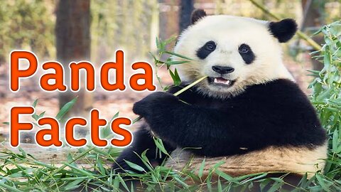 The Most interesting Facts About Giant Pandas.🐼