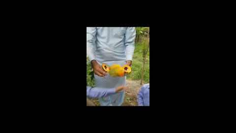 Delicious tropical fruit called Papaya is very sweet and delicious