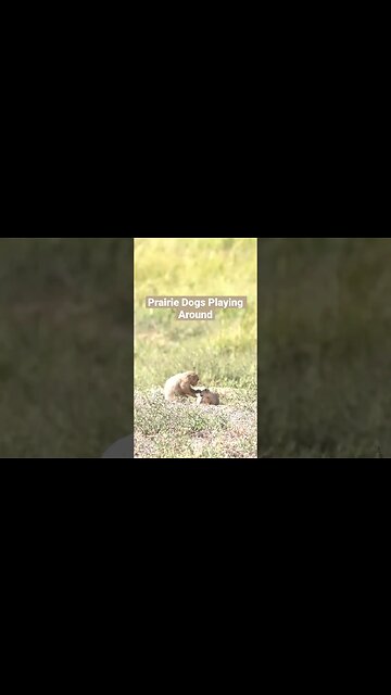 Prairie Dogs Playing Around #Shorts