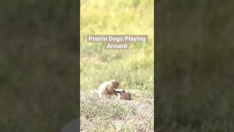 Prairie Dogs Playing Around #Shorts