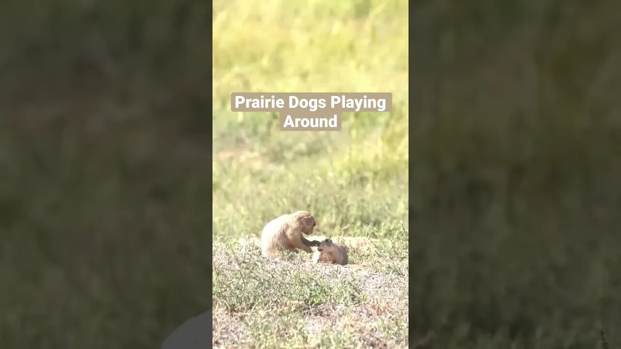 Prairie Dogs Playing Around #Shorts