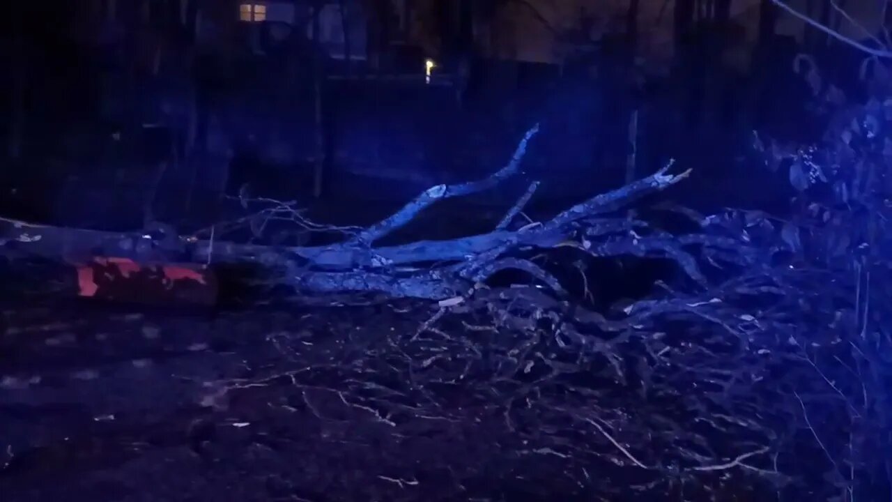 Boston police standing by with a down tree and some power lines