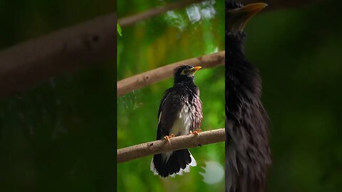 LOOK AT THE DETAIL IN HIS FEATHERS 😍 #Shorts