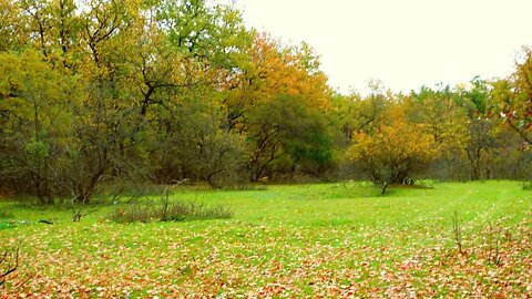 FORESTS OF THE TAIGA. BEAUTIFUL AND WILD PLACES OF RUSSIA Леса Тайги. Красивые и дикие места России