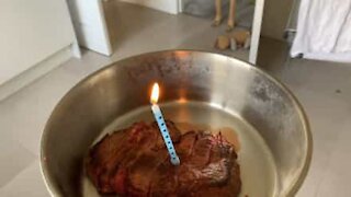 Ce chien reçoit le meilleur des gâteaux d'anniversaire