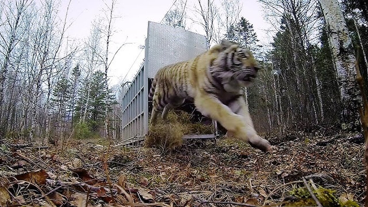 Incredibly Rare Siberian Tiger Release!