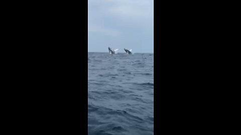 Whales double breach