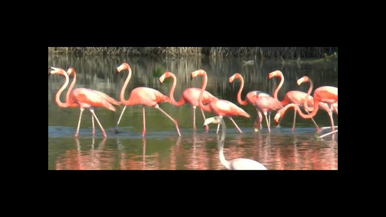 Pink Flamingos Birds - Cuba - Cayo Coco