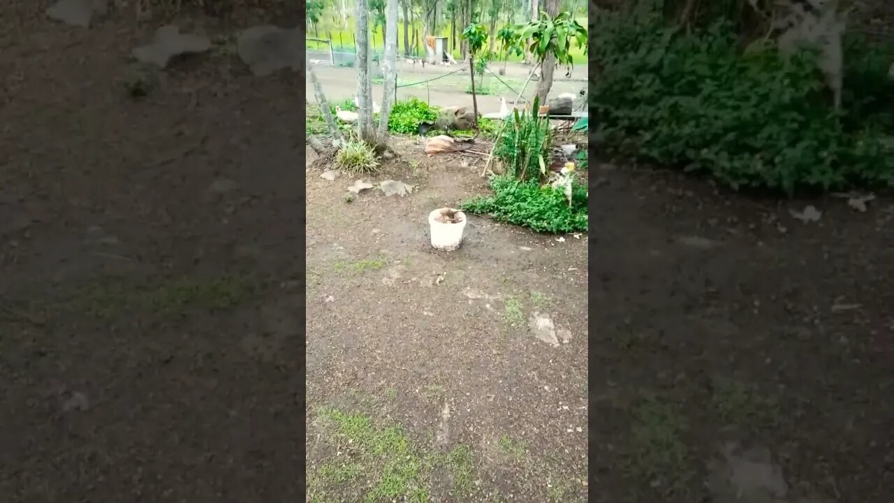 Duck in a bucket