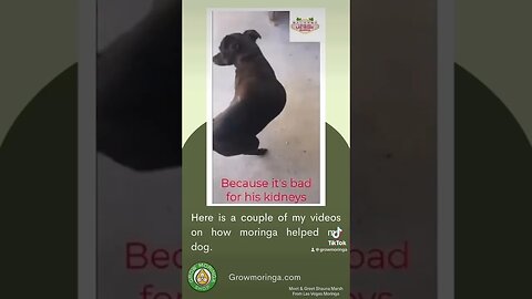 Las Vegas Moringa in Nevada