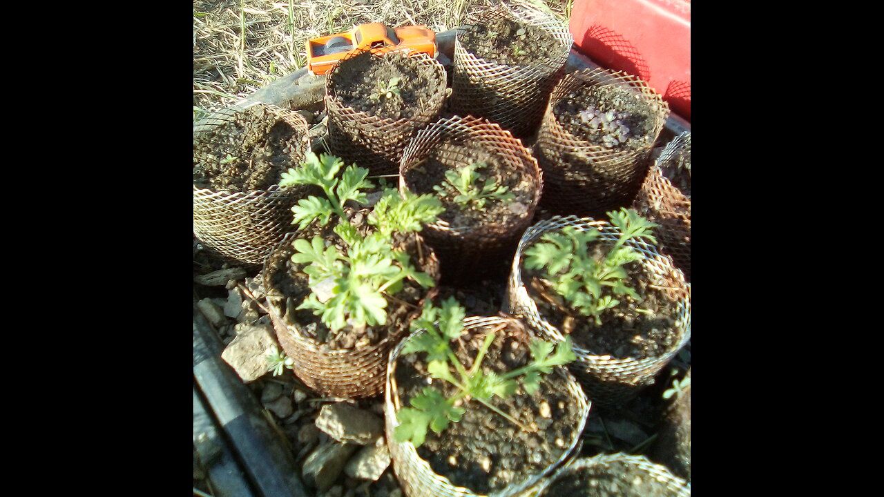 Artemisia annua, and friends