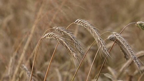 Allah Almighty has kept everything special for man in the wheat crop