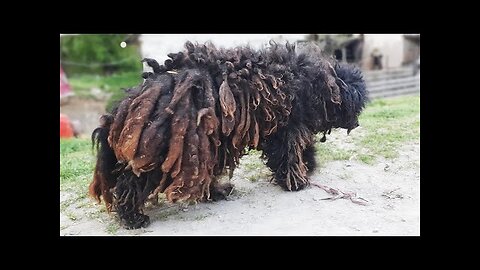 YOU WON'T BELIEVE how this DOG looks after shaving all these dreadlocks