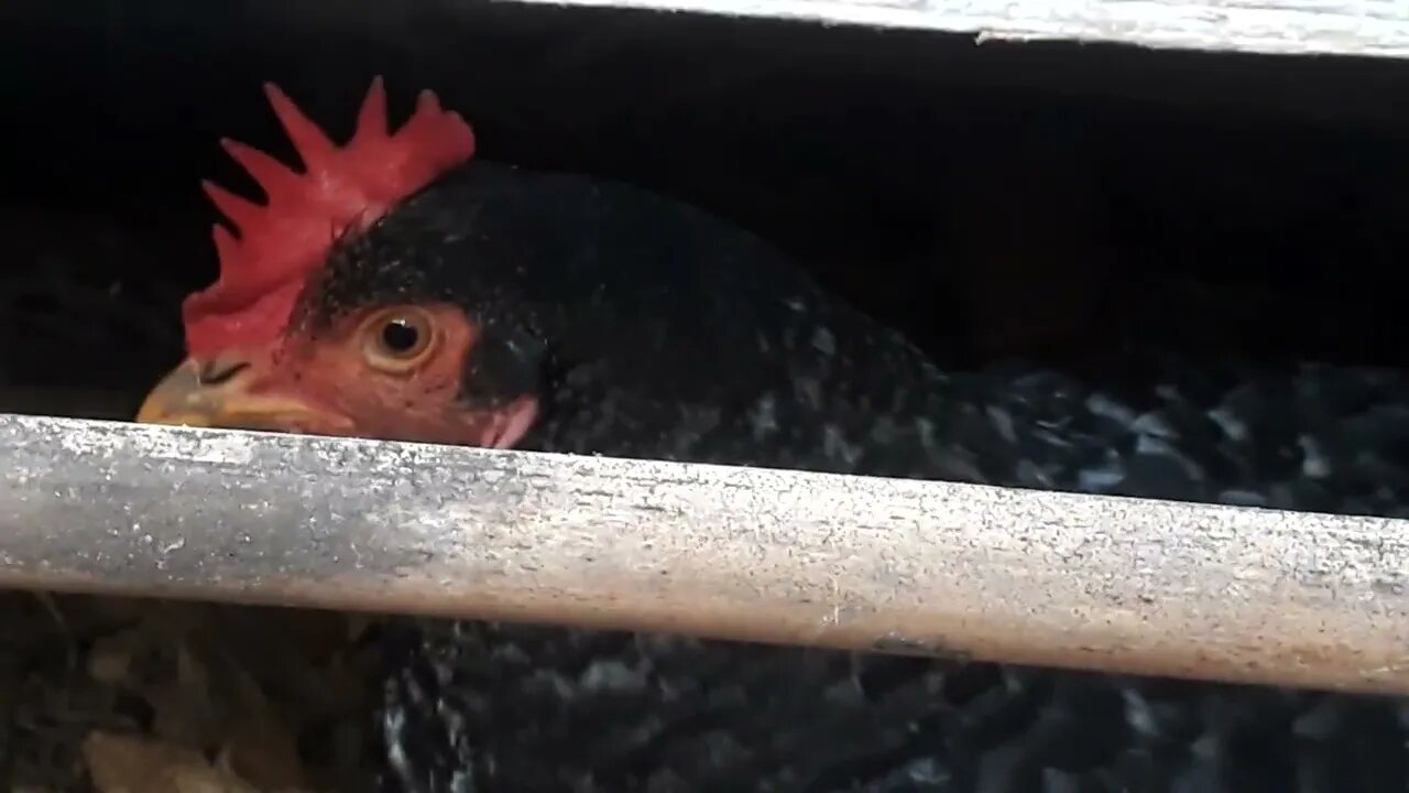 galinha e codorna se divertindo