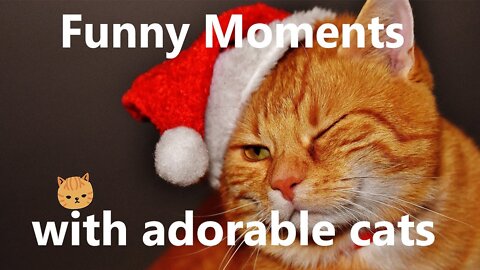 OMG! SO CUTE CATS | FUNNY MOMENTS